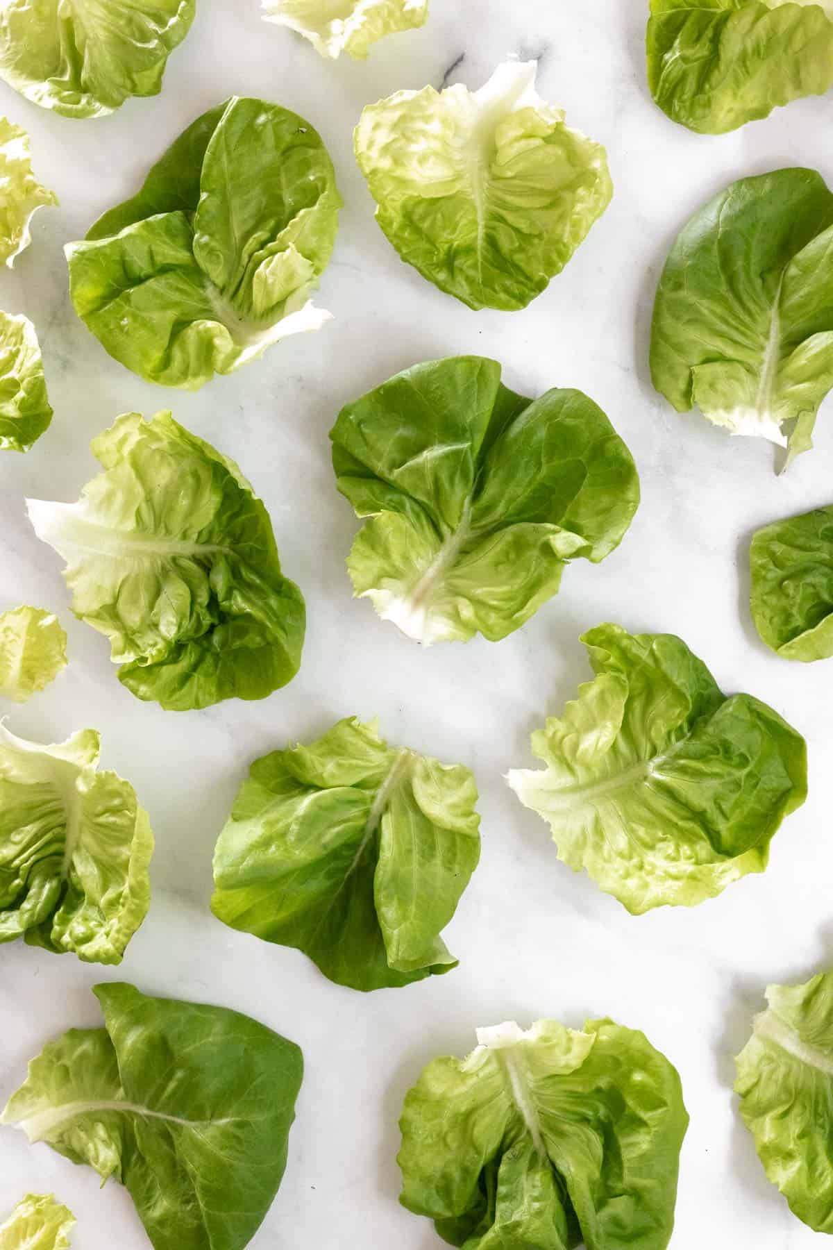 Washed and dried lettuce cups on a white backdrop.