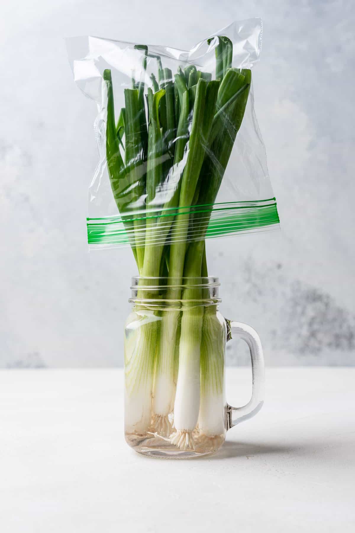 Green onions in a jar of water with a plastic bag over top.